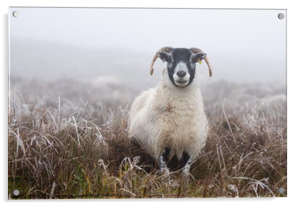 Blackface Sheep in frosted grass Scotland Acrylic by Kay Roxby