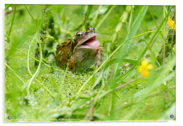 Common frog trying to catch insects in garden pond - UK Acrylic by Kay Roxby