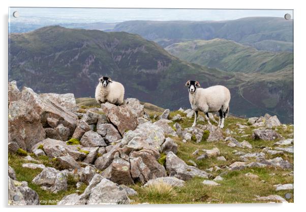 Swaledale Sheep Lake District Acrylic by Kay Roxby