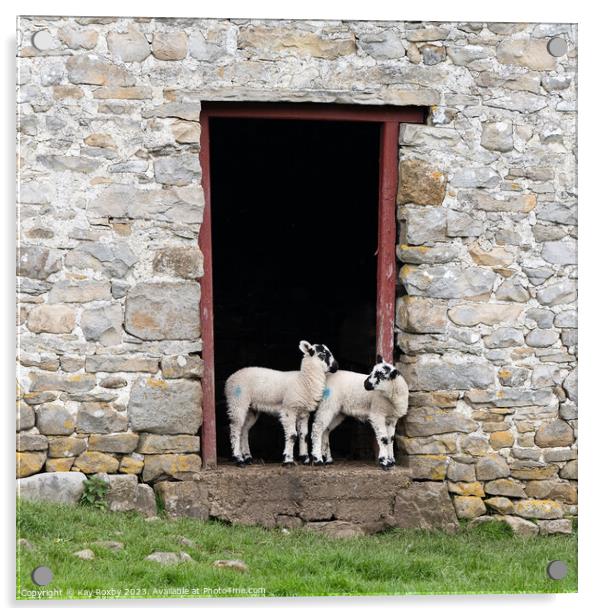 Yorkshire Dales Swaledale lambs Acrylic by Kay Roxby