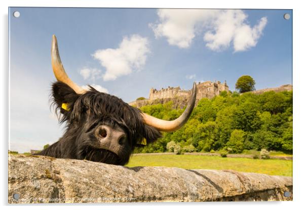 Highland Cow beneath Stirling Castle, Scotland Acrylic by Kay Roxby