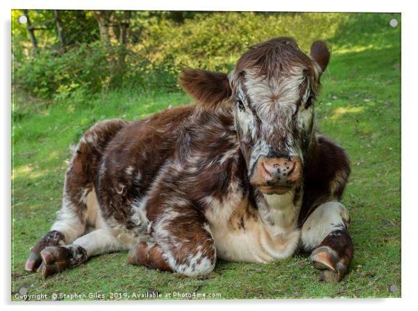 Lazy Hereford cow Acrylic by Stephen Giles