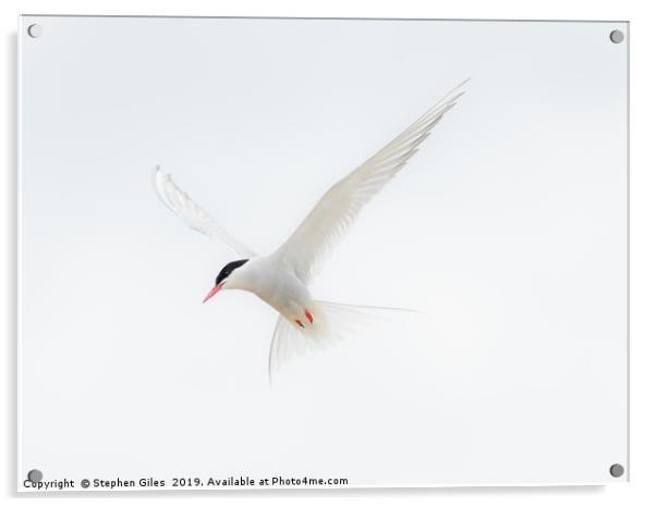 High key Arctic Tern Acrylic by Stephen Giles