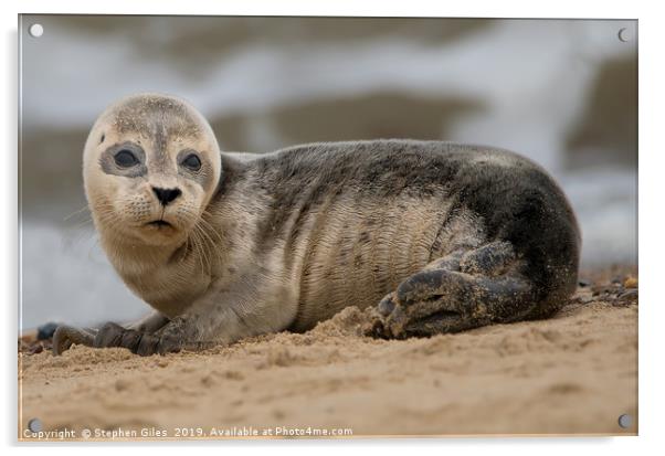 Young seal pup Acrylic by Stephen Giles