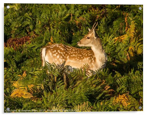 Fallow deer in bracken Acrylic by Stephen Giles