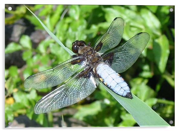 Broad-bodied Libellula Acrylic by Chris Keast