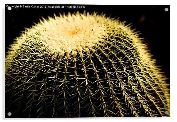  Cactus Acrylic by Bertie Carter