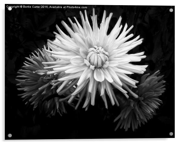  Flowers in bloom Acrylic by Bertie Carter