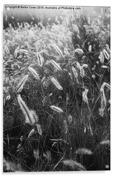  Morning dew in field Acrylic by Bertie Carter