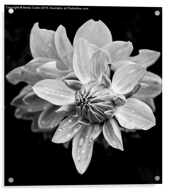  Black and white flower Acrylic by Bertie Carter