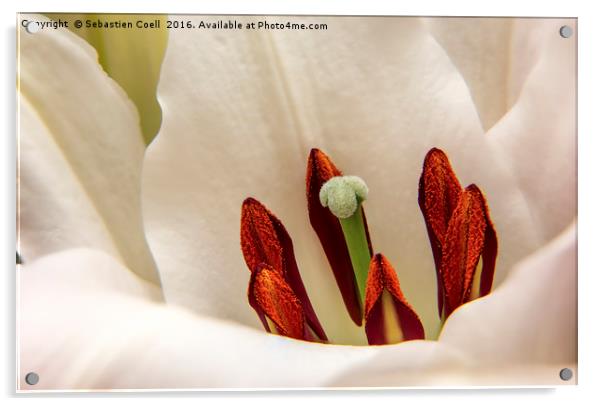 White Lily Acrylic by Sebastien Coell