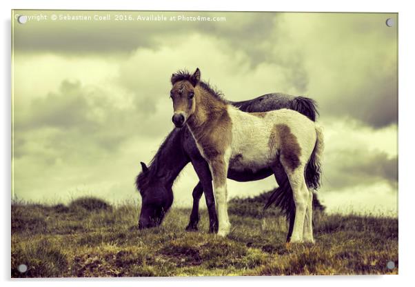 Ponies Dartmoor Acrylic by Sebastien Coell