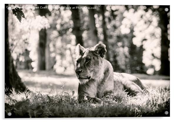 Lioness in black and white Acrylic by Sebastien Coell