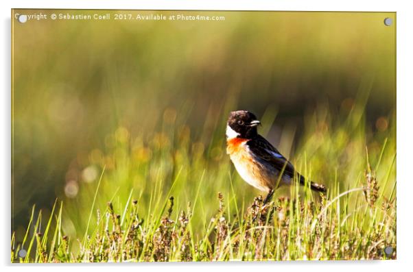 Stonechat sits at Loch Etive on the Scottish Highl Acrylic by Sebastien Coell