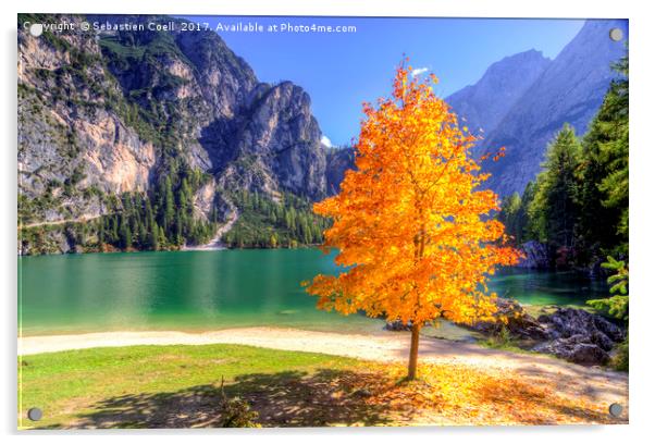 The lone tree Acrylic by Sebastien Coell