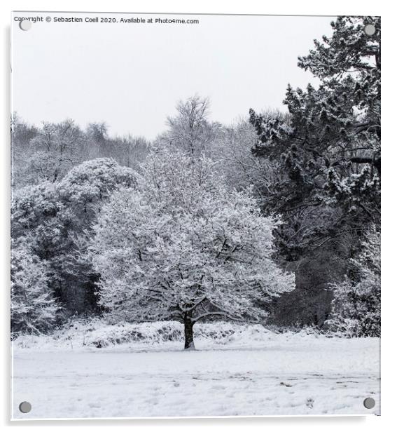 Snowy Tree at Bakers Park Acrylic by Sebastien Coell