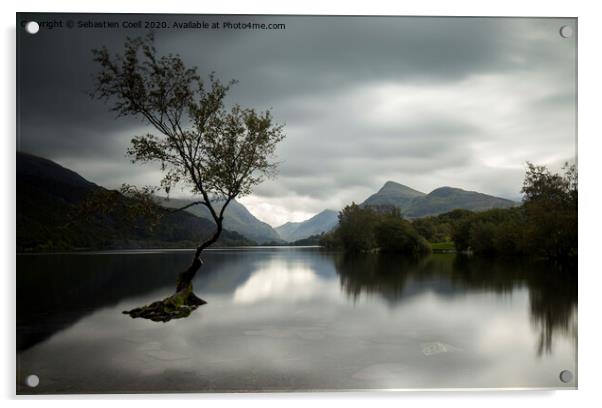 Llyn Padarn Lone Tree Acrylic by Sebastien Coell