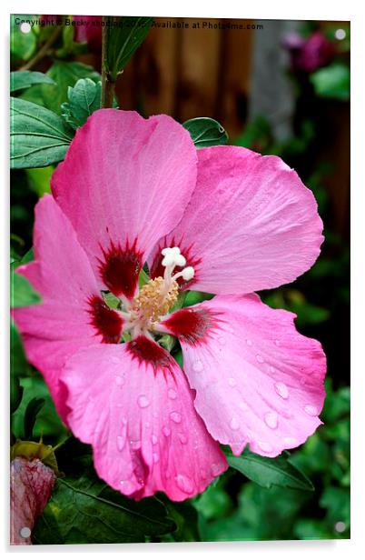 pink flower  Acrylic by Becky shorting