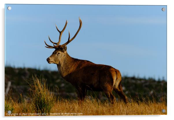 A reddeer standing in a grassy field Acrylic by Paul Chambers