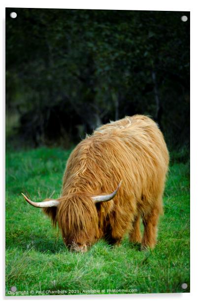 Highland Cow Acrylic by Paul Chambers