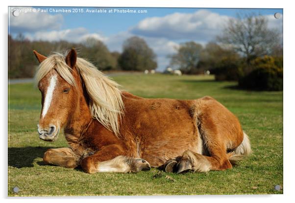  Resting Pony Acrylic by Paul Chambers