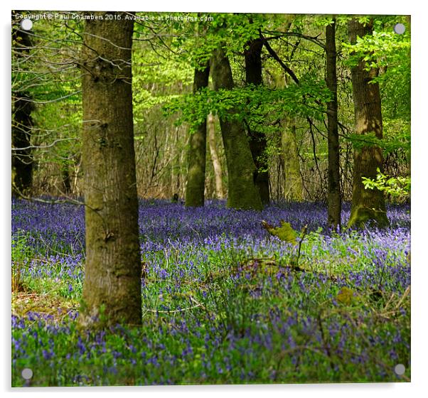  Bluebell Woods Acrylic by Paul Chambers