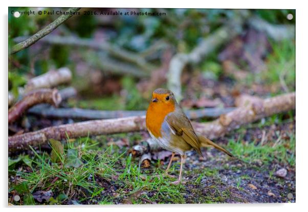 Robin Red Breast Acrylic by Paul Chambers