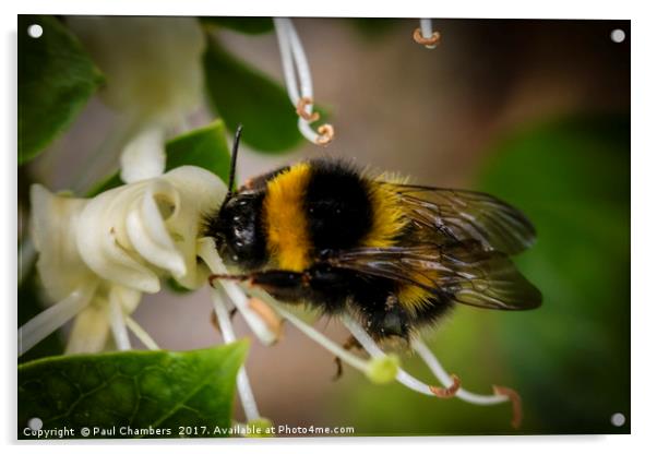 Honey Bee Acrylic by Paul Chambers