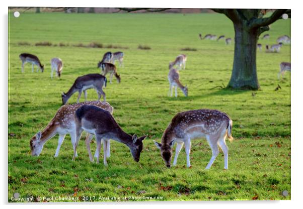 Deer Acrylic by Paul Chambers