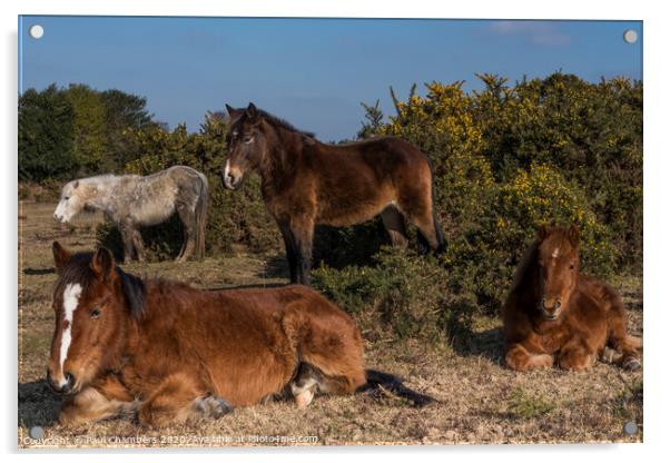 New Forest Ponies Acrylic by Paul Chambers