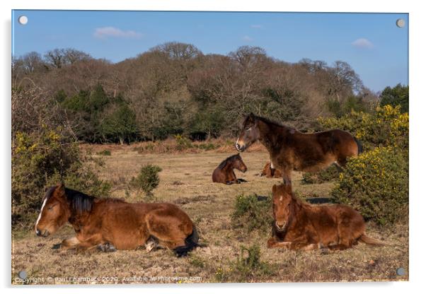 New Forest Ponies Acrylic by Paul Chambers