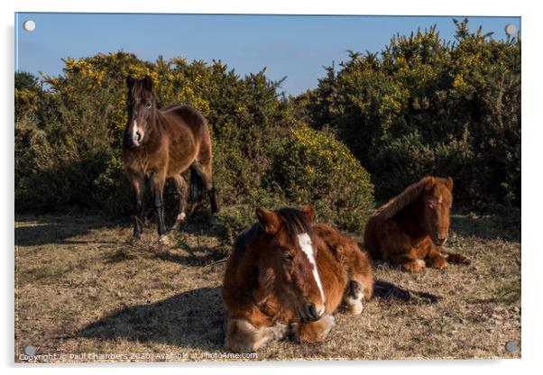 New Forest Ponies Acrylic by Paul Chambers
