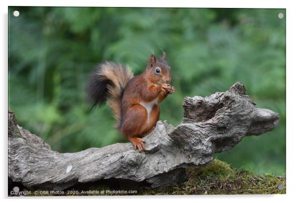 Red Squirrel enjoying a nut Acrylic by GBR Photos