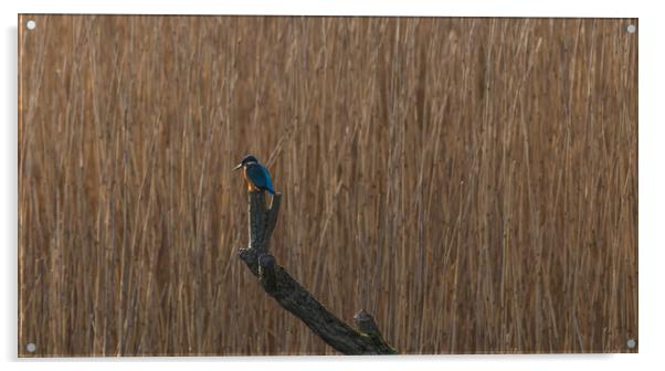 Kingfisher Acrylic by Graham McCarroll
