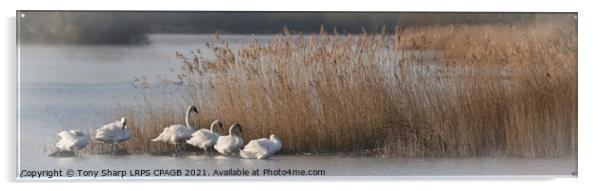 SWANS BY REEDS -RYE HARBOUR NATURE RESERVE, EAST SUSSEX Acrylic by Tony Sharp LRPS CPAGB