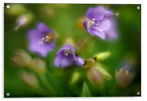 JACOB'S LADDER - Polemonium caeruleum Acrylic by Tony Sharp LRPS CPAGB