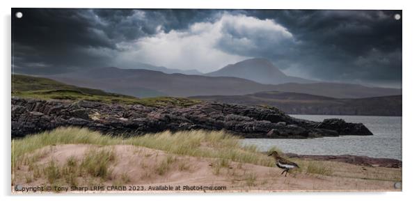 REDSHANK WADER - WESTER ROSS, SCOTTISH HIGHLANDS Acrylic by Tony Sharp LRPS CPAGB