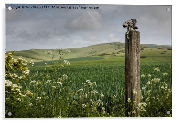 Rural Idyll Acrylic by Tony Sharp LRPS CPAGB
