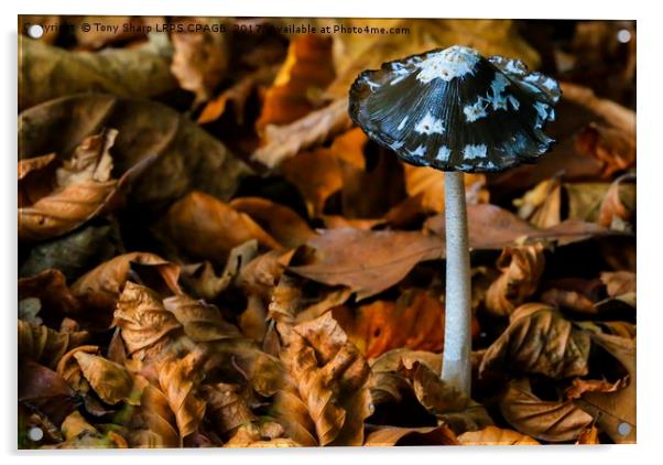 MAGPIE INKCAP AMONGST AUTUMN LEAVES Acrylic by Tony Sharp LRPS CPAGB