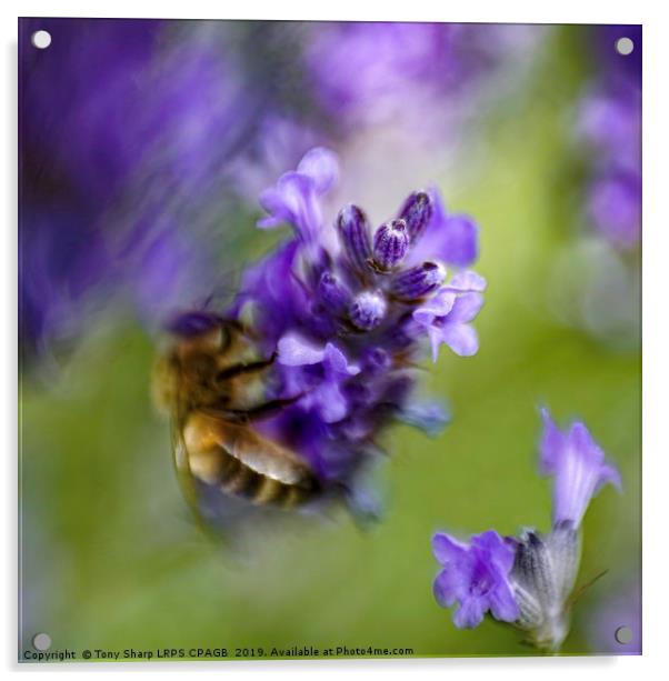 SURREAL BEE ON LAVENDER Acrylic by Tony Sharp LRPS CPAGB