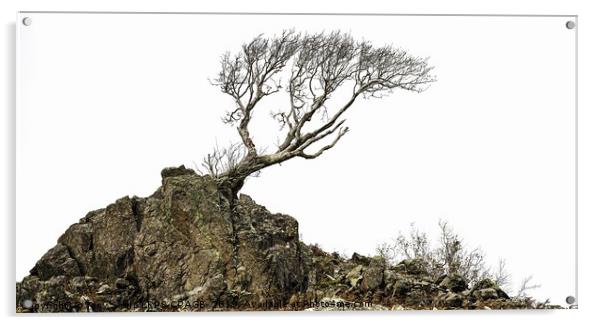 LONE TREE ON ROCKY OUTCROP Acrylic by Tony Sharp LRPS CPAGB