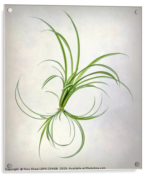 SPIDER PLANT (Chlorophytum comosum) Acrylic by Tony Sharp LRPS CPAGB