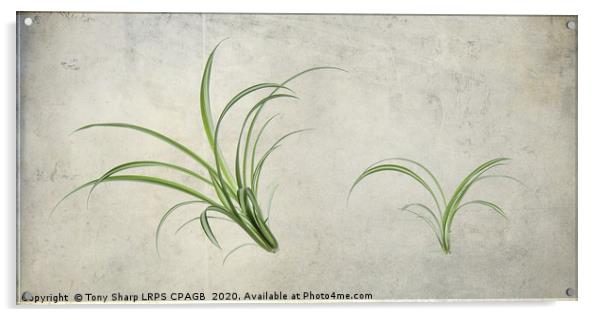 SPIDER PLANTS (Chlorophytum comosum) Acrylic by Tony Sharp LRPS CPAGB