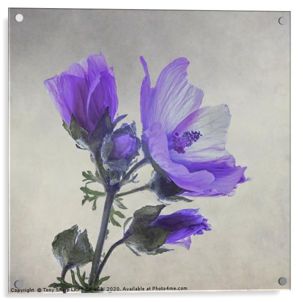 BLUE FLOWER OF WILD GERANIUM Acrylic by Tony Sharp LRPS CPAGB