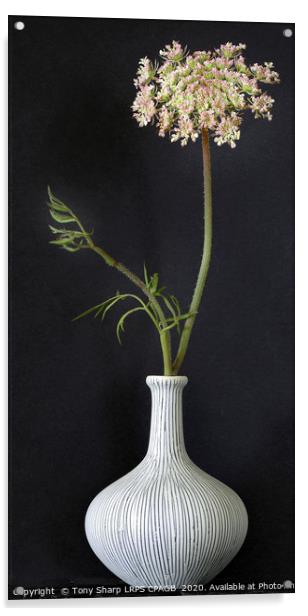WILD CARROT FLOWER STEM IN CLAY VASE Acrylic by Tony Sharp LRPS CPAGB