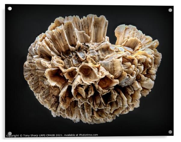 BARNACLE CLUSTER ON SHELL Acrylic by Tony Sharp LRPS CPAGB