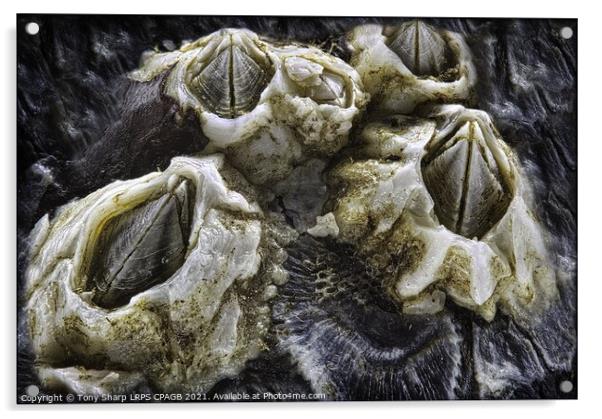 BARNACLES ON MUSSEL SHELL Acrylic by Tony Sharp LRPS CPAGB