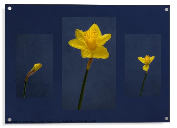 DAFFODIL - FROM BUD TO BLOOM Acrylic by Tony Sharp LRPS CPAGB