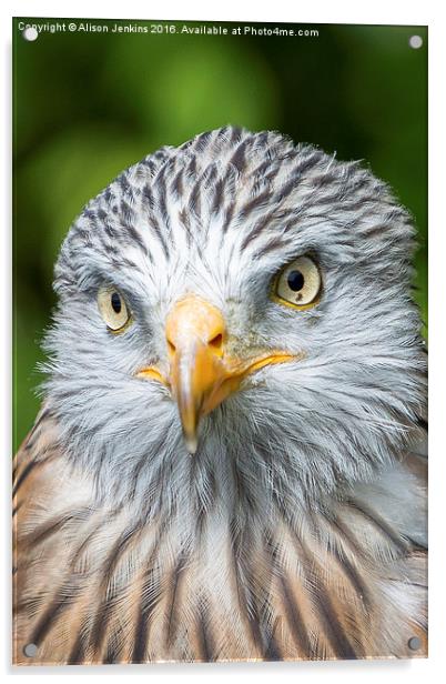  Red Kite Acrylic by Alison Jenkins