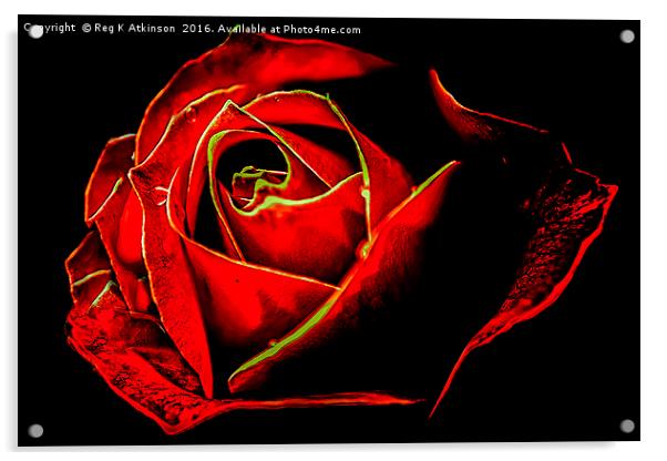 Sue's Rose Acrylic by Reg K Atkinson